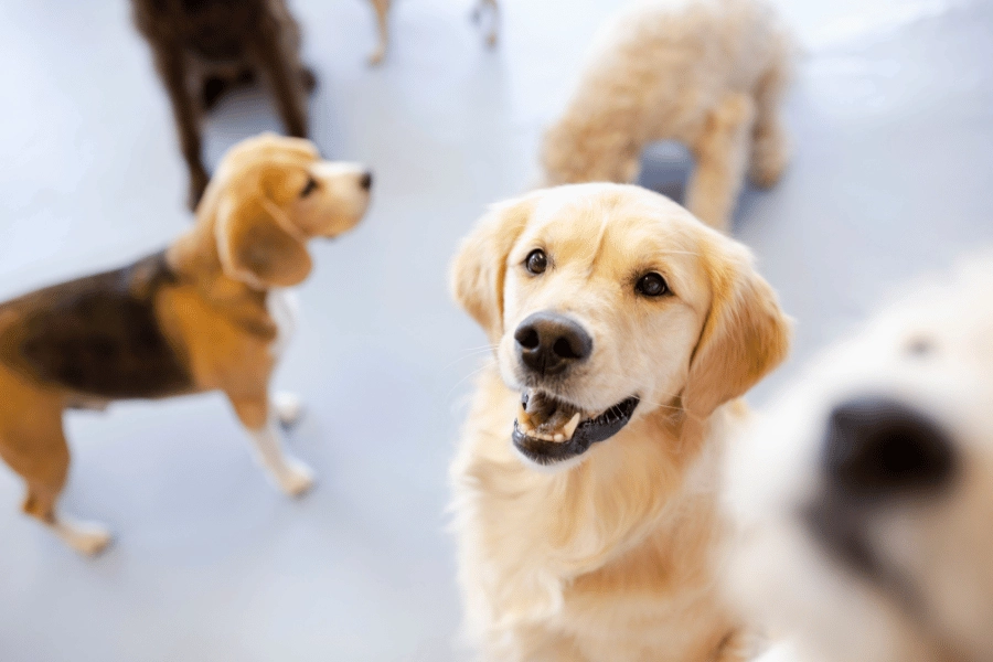 golden retriever and beagle and other dogs walking around at doggy daycare